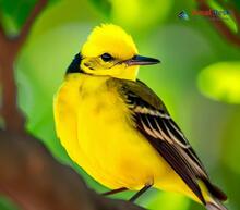 Citrine Wagtail_Motacilla citreola