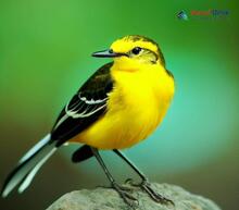 Citrine Wagtail_Motacilla citreola