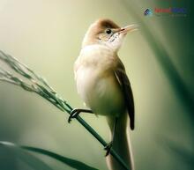 Clamorous Reed Warbler_Acrocephalus stentoreus