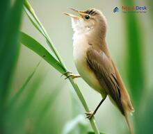 Clamorous Reed Warbler_Acrocephalus stentoreus