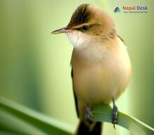 Clamorous Reed Warbler_Acrocephalus stentoreus