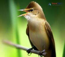 Clamorous Reed Warbler_Acrocephalus stentoreus