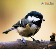 Coal Tit_Periparus ater