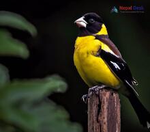 Collared Grosbeak_Mycerobas affinis