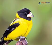 Collared Grosbeak_Mycerobas affinis