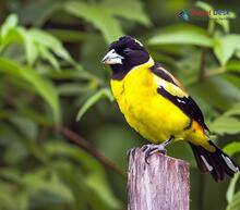 Collared Grosbeak_Mycerobas affinis