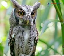 Collared Scops-Owl Otus lettia