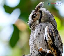 Collared Scops-Owl Otus lettia