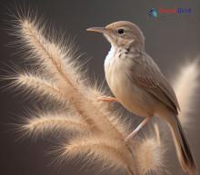 Common Babbler_Turdoides caudata