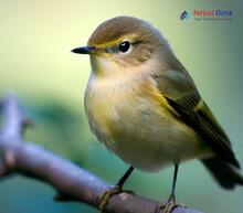 Common Chiffchaff_Phylloscopus collybita