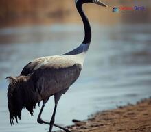 Common crane_Grus grus