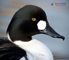 Common Goldeneye_Bucephala clangula