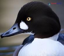 Common Goldeneye_Bucephala clangula