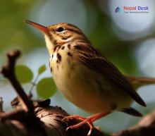 Common Grasshopper Warbler_Locustella naevia