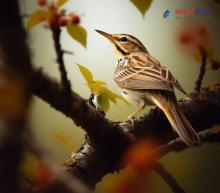 Common Grasshopper Warbler_Locustella naevia