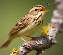 Common Grasshopper Warbler_Locustella naevia