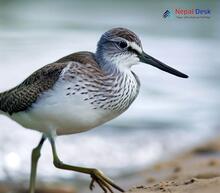 Common Greenshank_Tringa nebularia