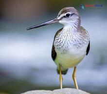 Common Greenshank_Tringa nebularia