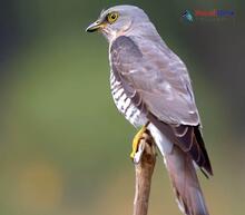 Common Hawk Cuckoo_Hierococcyx varius