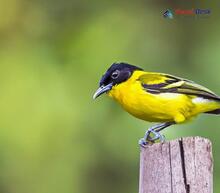 Common Iora_Aegithina tiphia