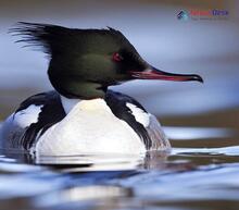 Common Merganser_Mergus merganser