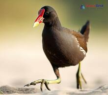 Common Moorhen Gallinula chloropus