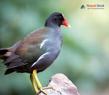 Common Moorhen_Gallinula chloropus