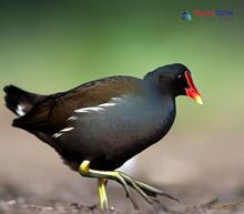 Common Moorhen_Gallinula chloropus