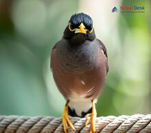 Common Myna Acridotheres tristis