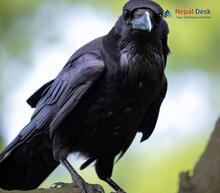 Common Raven Corvus corax