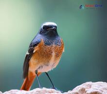 Common Redstart Phoenicurus phoenicurus