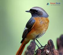 Common Redstart Phoenicurus phoenicurus