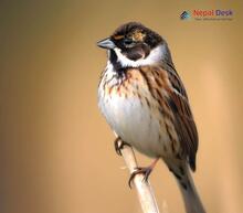 Common Reed Bunting Emberiza schoeniclus