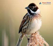 Common Reed Bunting Emberiza schoeniclus