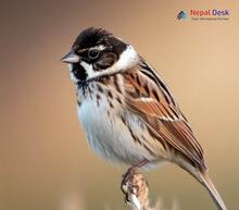 Common Reed Bunting Emberiza schoeniclus