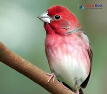 Common Rosefinch_Carpodacus erythrinus