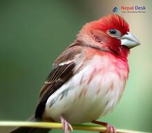 Common Rosefinch_Carpodacus erythrinus