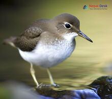 Common Sandpiper Actitis hypoleucos