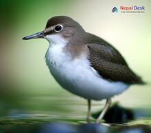 Common Sandpiper Actitis hypoleucos