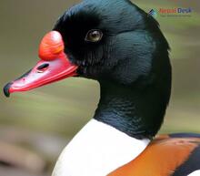 Common Shelduck_Tadorna tadorna