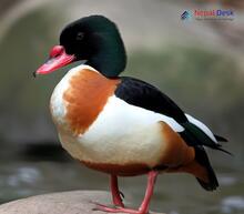 Common Shelduck_Tadorna tadorna