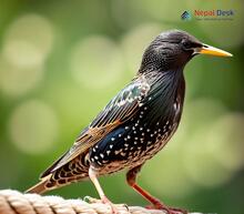 Common Starling Sturnus vulgaris