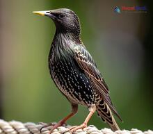 Common Starling Sturnus vulgaris