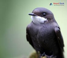 Common Swift_Apus apus