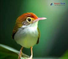 Common Tailorbird_Orthotomus sutorius