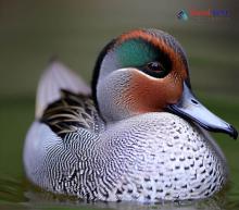 Common Teal_Anas crecca