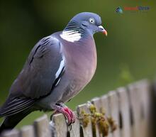 Common Wood Pigeon_Columba palumbus