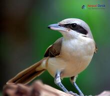 Common Woodshrike Tephrodornis pondicerianus