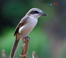 Common Woodshrike_Tephrodornis pondicerianus