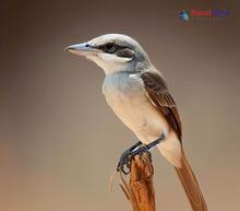 Common Woodshrike_Tephrodornis pondicerianus